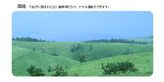 ���h�̕��i